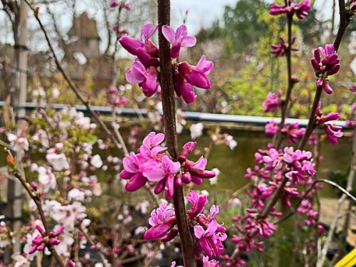Cercis chinensis 'Avondale' - Júdásfa