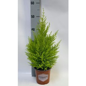 Cupressus 'Goldcrest' Wilma - Szoba ciprus