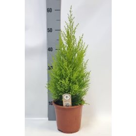   Cupressus 'Goldcrest' Wilma Piramide - Szoba ciprus
