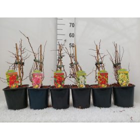 Chaenomeles - Japánbirs