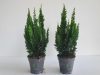 Chamaecyparis lawsoniana 'Little Spire' - Oregoni hamisciprus