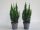 Chamaecyparis lawsoniana 'Little Spire' - Oregoni hamisciprus