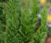 Chamaecyparis lawsoniana 'Little Spire' - Oregoni hamisciprus