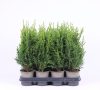 Chamaecyparis lawsoniana 'Robusta' - Oregoni hamisciprus