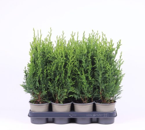 Chamaecyparis lawsoniana 'Robusta' - Oregoni hamisciprus