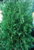Chamaecyparis lawsoniana 'Robusta' - Oregoni hamisciprus