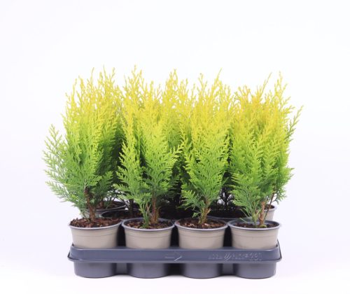 Chamaecyparis lawsoniana 'Stardust' - Oregoni hamisciprus