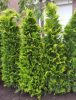 Chamaecyparis lawsoniana 'Stardust' - Oregoni hamisciprus