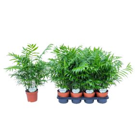 Chamaedorea elegans - Gyompálma 