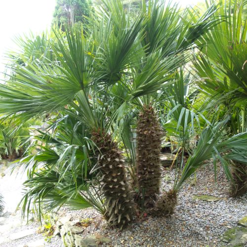 Chamaerops Humilis - Lószőrpálma
