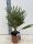 Chamaerops humilis - Lószörpálma