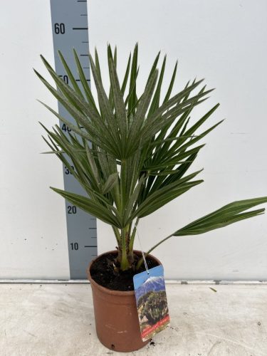 Chamaerops humilis - Lószörpálma