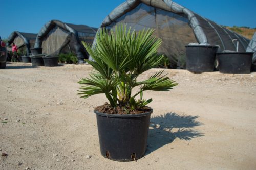 Chamaerops humilis - Lószörpálma