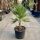 Chamaerops humilis - Lószörpálma
