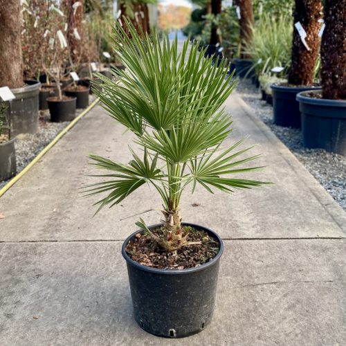 Chamaerops humilis - Lószörpálma