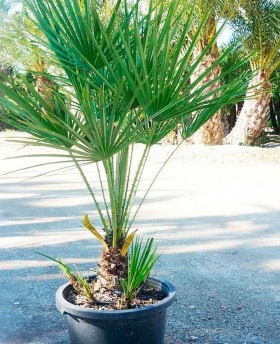 Chamaerops humilis - Lószörpálma