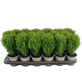   Chamaecyparis thyoides 'Teddy' - Mocsári álciprus