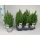 Chamaecyparis thyoides 'Alpica' - Mocsári álciprus