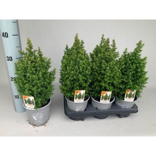 Chamaecyparis thyoides 'Alpica' - Mocsári álciprus