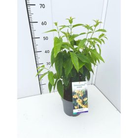 Chimonanthus praecox – Illatos tündérfa