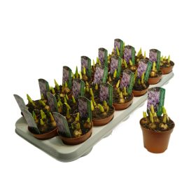 Chionodoxa rosea - Hófény