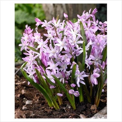 Chionodoxa rosea - Hófény