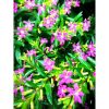 Cuphea hyssopifolia - Japán mirtusz (cuppánka) - Kuffea