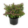 Cuphea hyssopifolia - Japán mirtusz (cuppánka) - Kuffea
