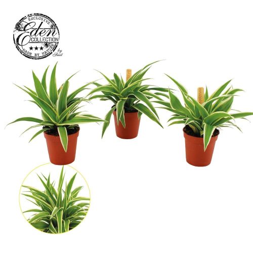 Chlorophytum comosum 'Ocean' - Zöldike
