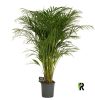 Chrysalidocarpus Dypsis lutescens (Areca) - Aranypálma