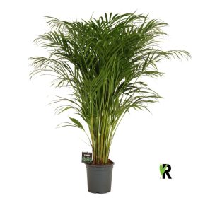 Chrysalidocarpus Dypsis lutescens (Areca) - Aranypálma