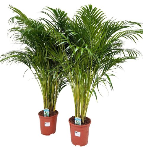 Chrysalidocarpus Dypsis lutescens (Areca) - Aranypálma