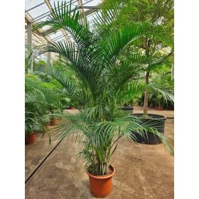 Chrysalidocarpus Dypsis lutescens (Areca) - Aranypálma