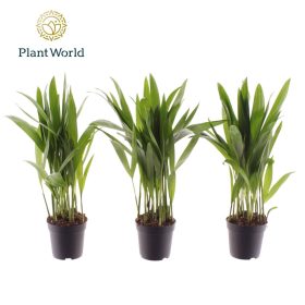 Chrysalidocarpus Dypsis lutescens (Areca) - Aranypálma