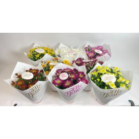 Chrysanthemum "Elle Fleur" - Krizantém