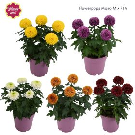 Chrysanthemum "Flowerpops Mono" - Krizantém