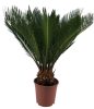 Cycas Revoluta - Japán cikász - 9+ levelű