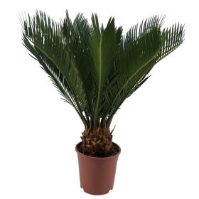 Cycas Revoluta - Japán cikász - 9+ levelű