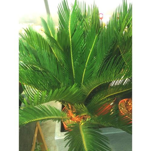 Cycas Revoluta - Japán cikász - 9+ levelű