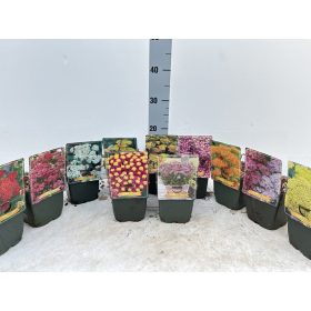 Achillea - cickafark