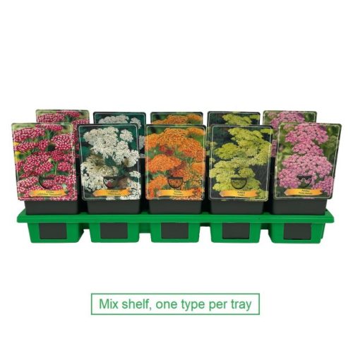 Achillea - cickafark