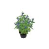 Caryopteris x clandonensis 'Grand Blue' - Kékszakáll