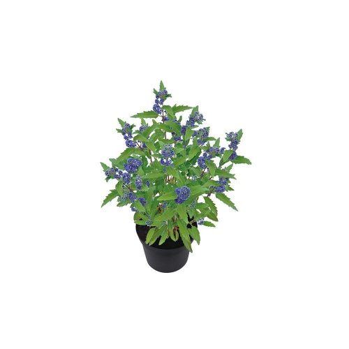 Caryopteris x clandonensis 'Grand Blue' - Kékszakáll