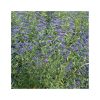 Caryopteris x clandonensis 'Grand Blue' - Kékszakáll