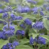 Caryopteris x clandonensis 'Grand Blue' - Kékszakáll