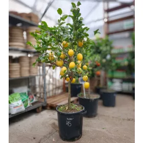 Citrus limon - Citrom
