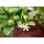 Citrus aurantiifolia - Lime