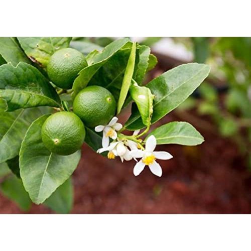 Citrus aurantiifolia - Lime