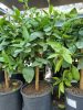 Citrus aurantiifolia - Lime