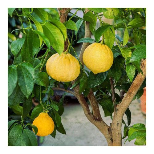 Citrus Bergamia - Bergamottnarancs